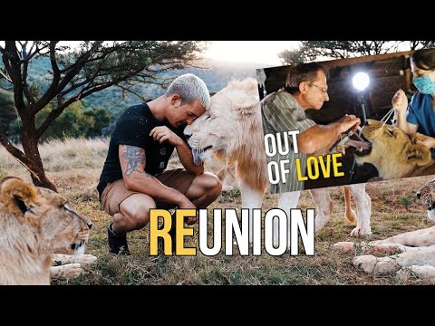 Nayla's Surgery and Reunion with The Lion Pride [Dean Schneider]