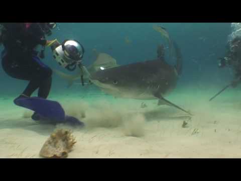 Tiger Shark Eats Video Camera... While it's running.