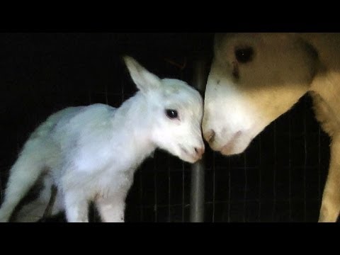 Adorable Newborn Lamb Learns to Walk... and Fall :)