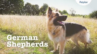 German Shepherd Puppies &amp; Dogs | Breed Facts &amp; Information | Petplan