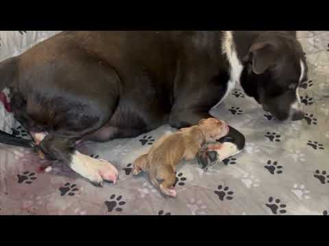 Rescued JUST in time - watch to find out why! - Stray Rescue of St.Louis