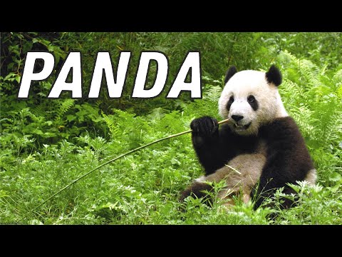 TOP 20 CIEKAWOSTKI - PANDA 🐼