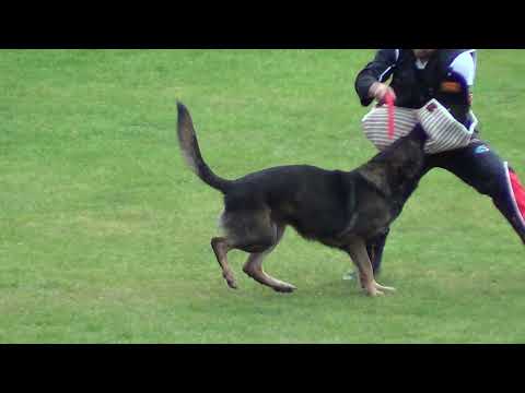 WUSV 2021  GBR 1 LEWIS HARTLEY & FINCHPARK ATHOS C 88