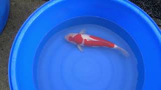 video van Kohaku 2306014