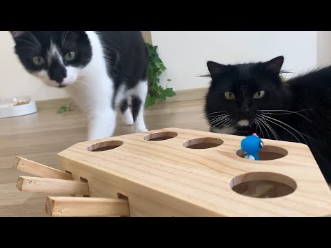 Uni playing lazily with new wooden toy | Uni & Nami sister cats