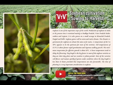 download lagu mp3 mp4 Soybean Production In Madhya Pradesh, download lagu Soybean Production In Madhya Pradesh gratis, unduh video klip Soybean Production In Madhya Pradesh