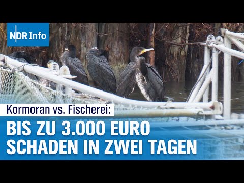 Kormoran-Plage in Schwerin: Fischer am Verzweifeln | NDR Info