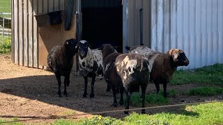 Download lagu Ternak Hasil persilangan antara Kambing dan Domba dari Peternakan di Australia mp3