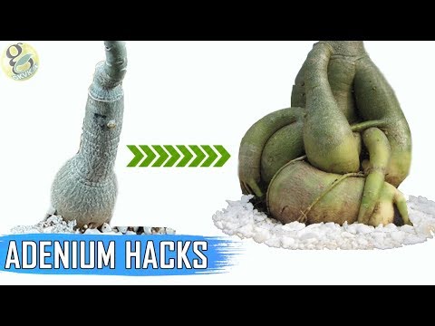 ADENIUM HACKS AND TIPS: Get a FAT Caudex | How To Make Adenium Caudex 5 Times Thicker?