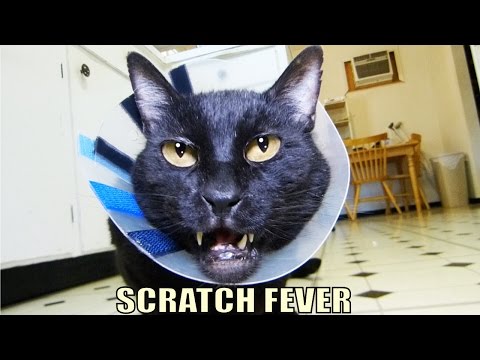 Talking Kitty Cat 40 - Scratch Fever