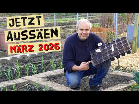 März-Aussaaten: Jetzt vorziehen oder doch direktsäen?