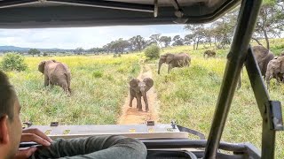 Baby elephants charge at safari vehicle  Funny and