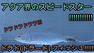 ドラド（ドラード）フィッシュを撮影!　カメラよ、追いつけるか!?【熱帯魚,アクアリウム,カラシン,大型魚,観賞魚】