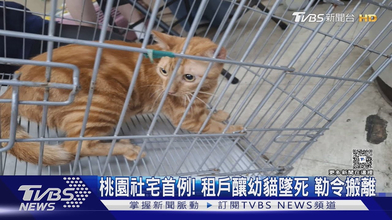 桃園社宅首例！租戶釀幼貓墜死　勒令搬離