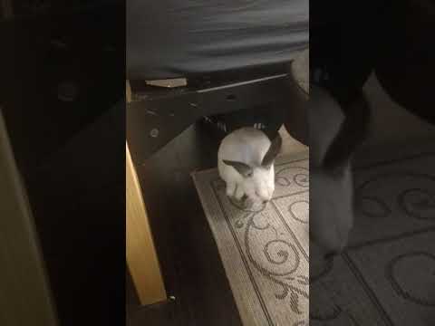 Beelzebub the bunny shares his skincare routine