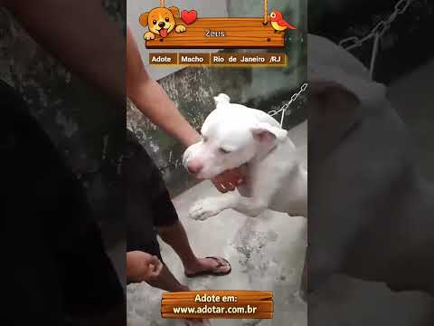 Vídeo de Zeus