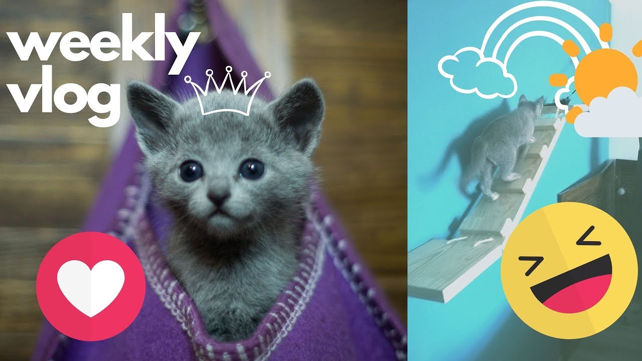 Watch Drapaki i legowiska dla kota oraz inne małpie gaje now Drapaki i legowiska dla kota oraz inne małpie gaje