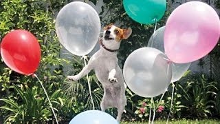Best Funny Dogs vs Balloons