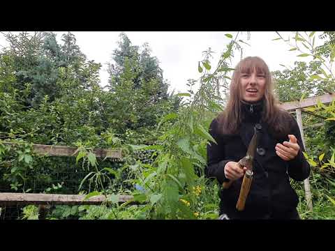 Die Brennnessel - Ernährung, Brennnesseljauche, Medizin | Eine Wunderpflanze