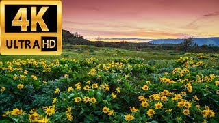 Oregon Spring Time - Wildflowers and Tulips 20170430 4K UHD