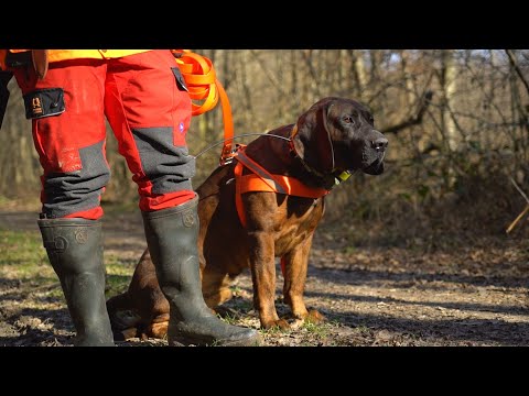 M5 csatorna - Kaszó Kupa Országos Véreb Fővizsga 2020 – 1. rész – 2020/4. adás – 2020.02.22.