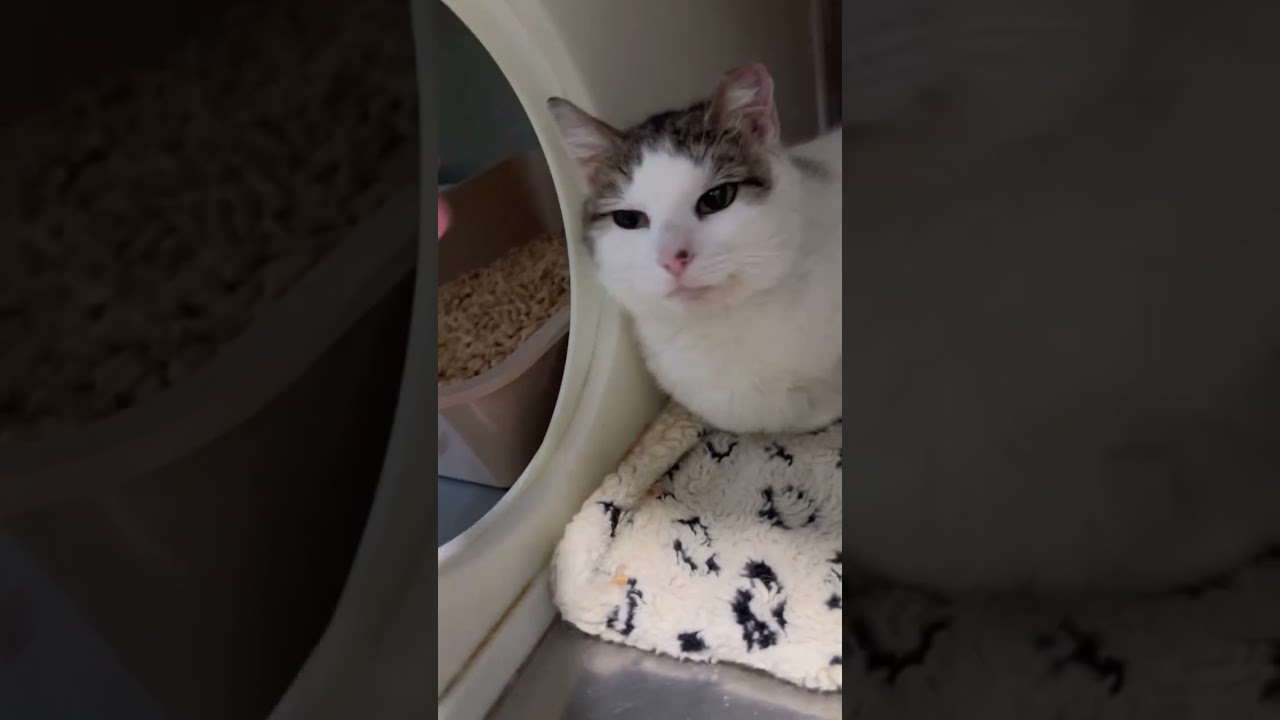 Enlarge Paris, a Adoptable Domestic Short Hair in Oyster Bay, NY video 4/4
