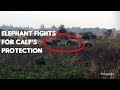 Elephant Fights For Calf S Protection