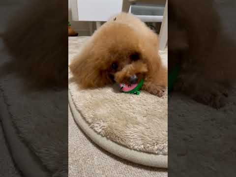 ミニおもちゃの犬の品種