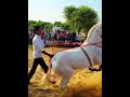 Jumping Horse