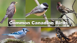 Identify Backyard Birds - Common Canadian Birds - Quick guide with names -Bird calls and sounds