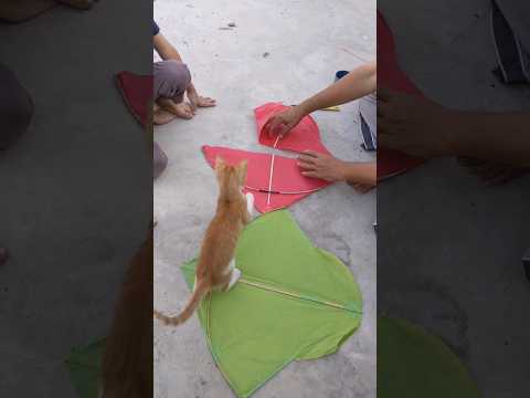 Pipa combate#kite#shortsfeed