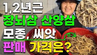1,2,3년근 장뇌삼 산양삼 산삼 모종 씨앗 저렴하게 판매합니다 개갑씨앗 산양산씨앗,장뇌삼씨앗, 산삼씨앗 0…