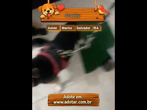 Vídeo de Scooby 