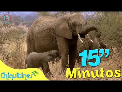 El Sonido de los animales - Canción Infantil - 15 minutos