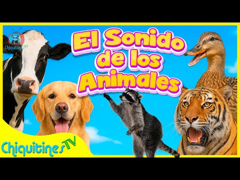 Aprende los sonidos de los animales 🐷🐔 15 minutos de CANCIONES INFANTILES | ChiquitinesTV
