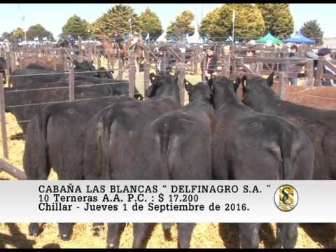 01-09-16 Venta de Terneras A.A. P.C. - Cabaña Las Blancas - Chillar.