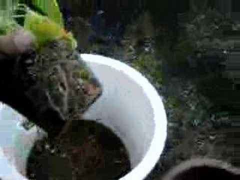 エンジェルトランペット 植物