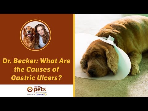 Dr. Becker: What Are the Causes of Gastric Ulcers?
