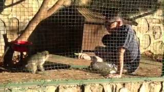 Ruwayha Eco Village Mini-Zoo [Lebanon] Monkeys Chico & Chita