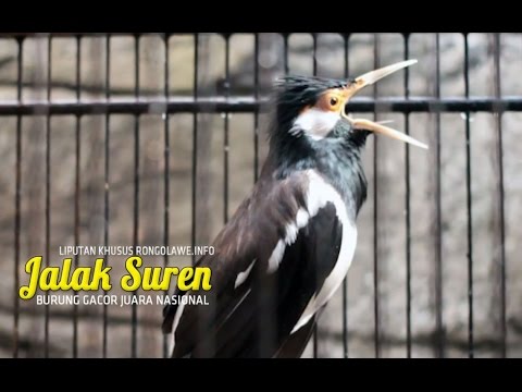 SUARA BURUNG - Jalak Suren Gacor Ngamuk Juara Nasional
