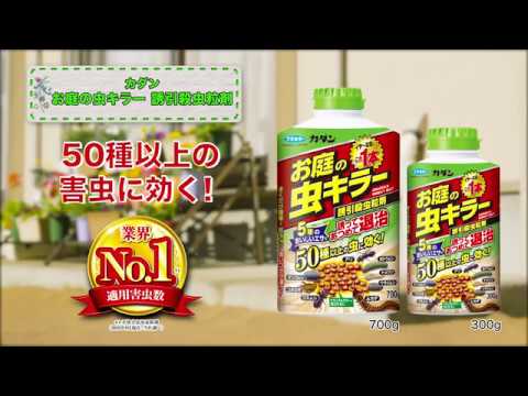 庭の害虫：プラムの虫と戦うにはどうすればよいですか？  庭園
