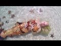 Mermaid Melissa with real sea stars on Starfish ...