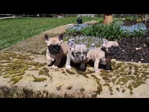 Videos from Kingdom Frenchies