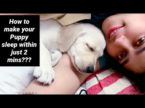 How to make your puppy sleep within 2mins | Labrador loves HEAD MASSAGE the most | Puppy sleeping