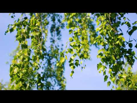 Под ветками Берёзки. Тихий ветерок | Футажи красивая природа [FullHD]