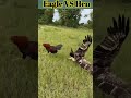 Eagle And Hen Amezing Fight