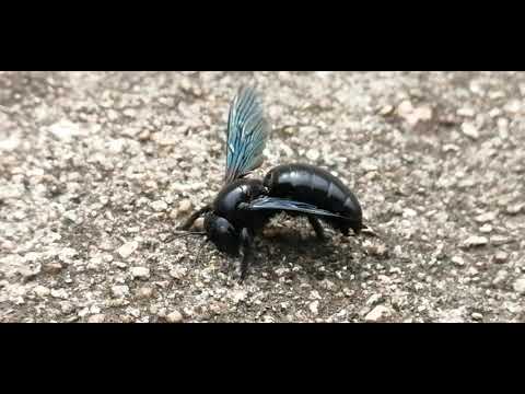 Xylocopa violacea at maa village discovery