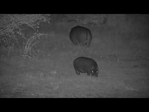 Djuma: Three Hippos out grazing - 03:19 - 08/15/2023