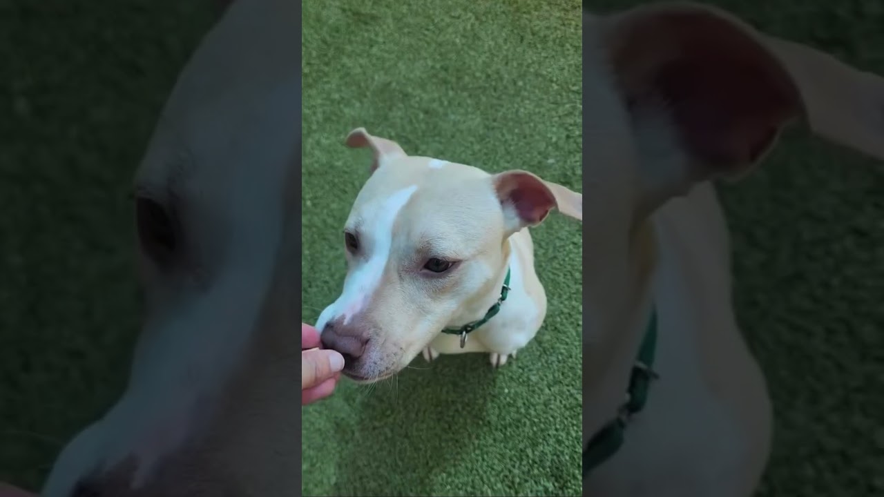 Enlarge Ciara, a Adoptable Pit Bull Terrier in Greensboro, NC video 6/6