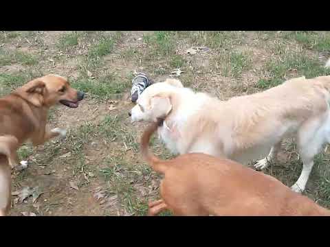 Harrison Elle Belly Tayten Lilibeth